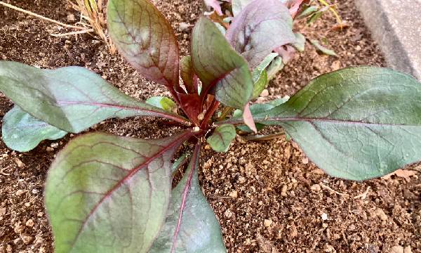 Penstemon 'Dakota Burgandy'